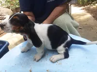 Mollie Boy 1, a male Basset Hound for sale in Spruce Pine, AL – 4 of 4