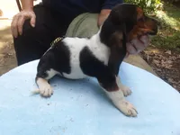 Mollie Boy 4, a male Basset Hound for sale in Spruce Pine, AL – 3 of 4