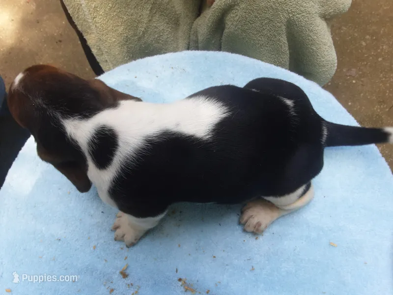 Mollie Boy 2 – Basset Hound puppy for sale in Spruce Pine, AL