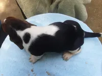 Mollie Boy 2, a male Basset Hound for sale in Spruce Pine, AL – 1 of 4