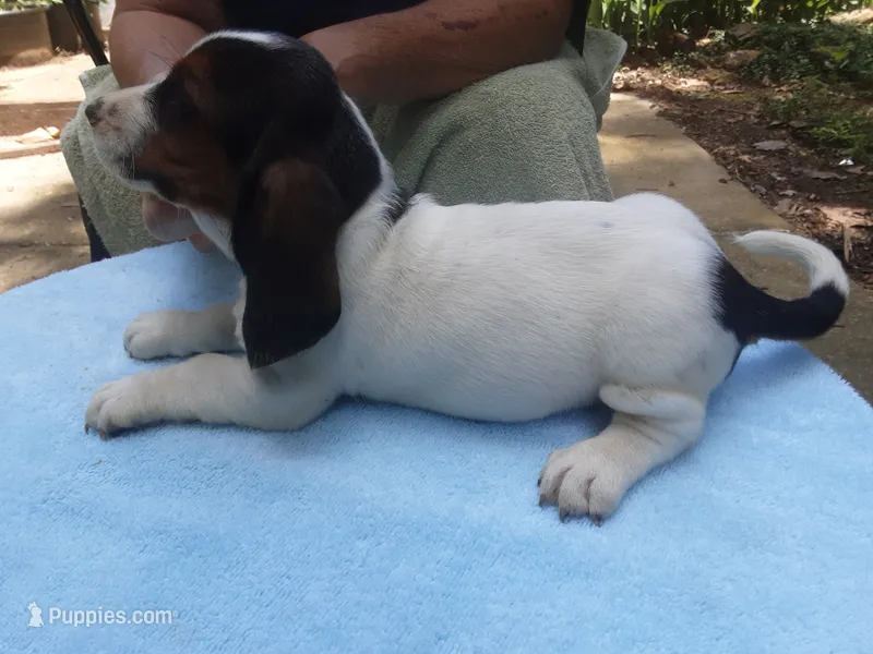Mabel Girl 1 – Basset Hound puppy for sale in Spruce Pine, AL