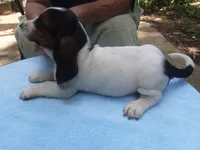 Mollie Boy 6, a male Basset Hound for sale in Spruce Pine, AL – 3 of 4