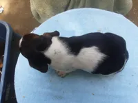 Mollie Boy 3, a male Basset Hound for sale in Spruce Pine, AL – 3 of 4