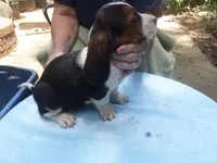 Mollie Girl 1, a female Basset Hound for sale in Spruce Pine, AL – 3 of 4
