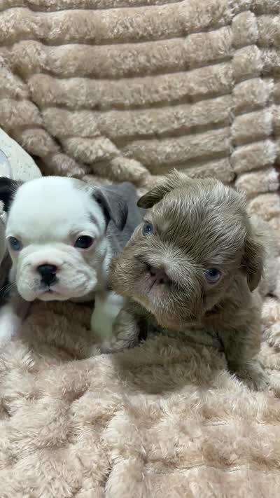 Kash, a male French Bulldog for sale in Wellington, FL – 3 of 3