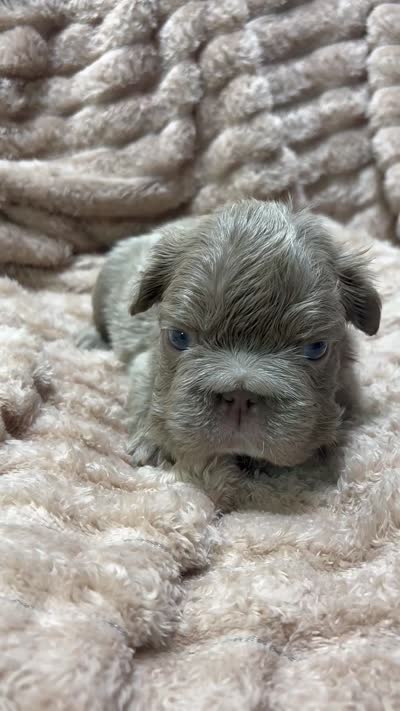 Mr. Teddy, a male French Bulldog for sale in Wellington, FL – 2 of 4