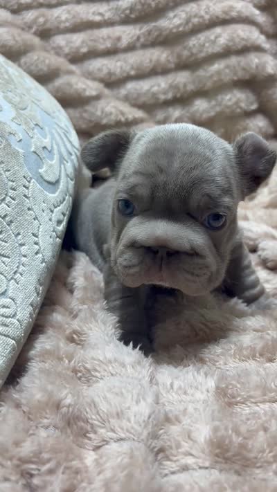 Mr. Teddy, a male French Bulldog for sale in Wellington, FL – 3 of 4