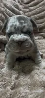 Mr. Teddy, a male French Bulldog for sale in Wellington, FL – 1 of 4