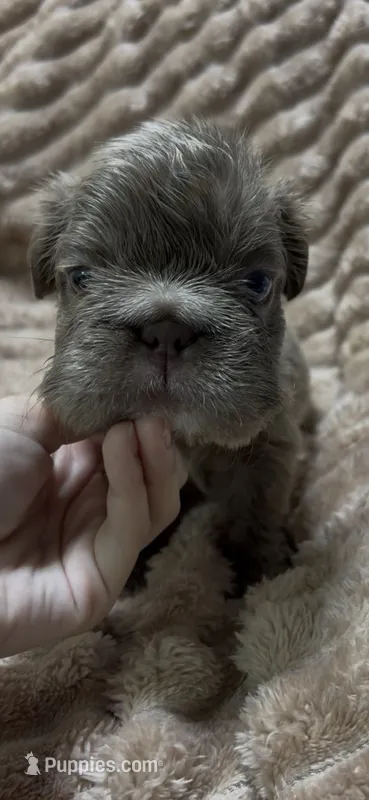 Kash – French Bulldog puppy for sale in Wellington, FL