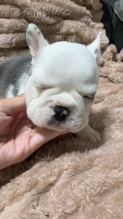 Mr. Teddy, a male French Bulldog for sale in Wellington, FL – 4 of 4