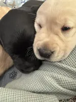 Hugo (hunter green collar male), a male Labrador Retriever for sale in Hartville, MO – Photo 5 of 7