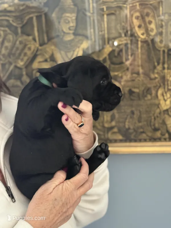 Hugo (hunter green collar male)