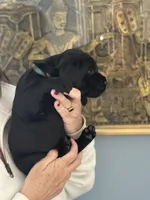 Hugo (hunter green collar male), a male Labrador Retriever for sale in Hartville, MO – Photo 1 of 7