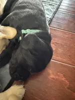 Hugo (hunter green collar male), a male Labrador Retriever for sale in Hartville, MO – Photo 4 of 7