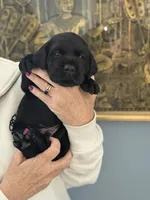 Hugo (hunter green collar male), a male Labrador Retriever for sale in Hartville, MO – Photo 2 of 7