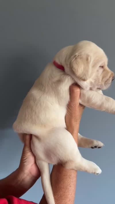 Dolly, a female Labrador Retriever for sale in Hartville, MO – 5 of 5