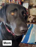 Waylon, a male Labrador Retriever for sale in Hartville, MO – 3 of 5