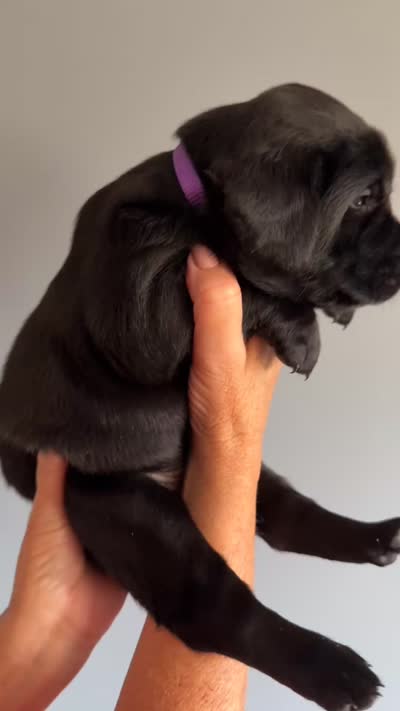 Patsy, a female Labrador Retriever for sale in Hartville, MO – 5 of 5