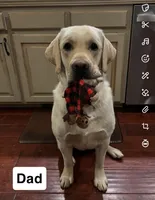 Dolly, a female Labrador Retriever for sale in Hartville, MO – 4 of 5
