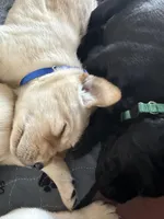 Ralph (blue collar male), a male Labrador Retriever for sale in Hartville, MO – Photo 6 of 8