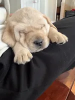 Ralph (blue collar male), a male Labrador Retriever for sale in Hartville, MO – Photo 4 of 8