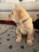 Ralph (blue collar male), a male Labrador Retriever for sale in Hartville, MO – Photo 5 of 8