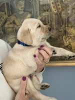 Ralph (blue collar male), a male Labrador Retriever for sale in Hartville, MO – Photo 2 of 8