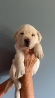 Dolly, a female Labrador Retriever for sale in Hartville, MO – 2 of 5