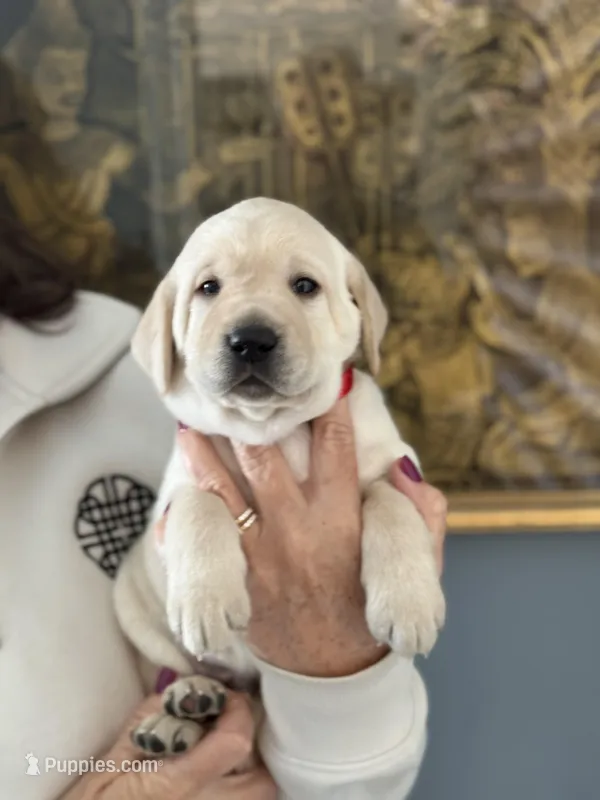 Bradley (red collar) 