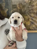 Bradley (red collar) , a male Labrador Retriever for sale in Hartville, MO – Photo 1 of 7