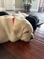 Bradley (red collar) , a male Labrador Retriever for sale in Hartville, MO – Photo 4 of 7