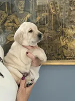 Bradley (red collar) , a male Labrador Retriever for sale in Hartville, MO – Photo 2 of 7
