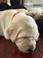 Bradley (red collar) , a male Labrador Retriever for sale in Hartville, MO – Photo 5 of 7