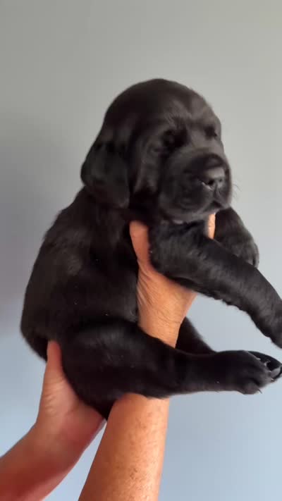 Willie , a male Labrador Retriever for sale in Hartville, MO – 4 of 5