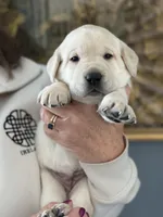Kate. (Green collar), a female Labrador Retriever for sale in Hartville, MO – Photo 1 of 7
