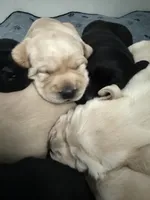 Kate. (Green collar), a female Labrador Retriever for sale in Hartville, MO – Photo 7 of 7