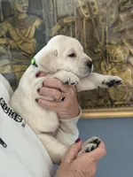Kate. (Green collar), a female Labrador Retriever for sale in Hartville, MO – Photo 4 of 7