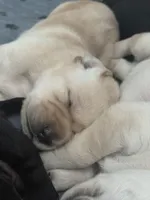 Kate. (Green collar), a female Labrador Retriever for sale in Hartville, MO – Photo 3 of 7