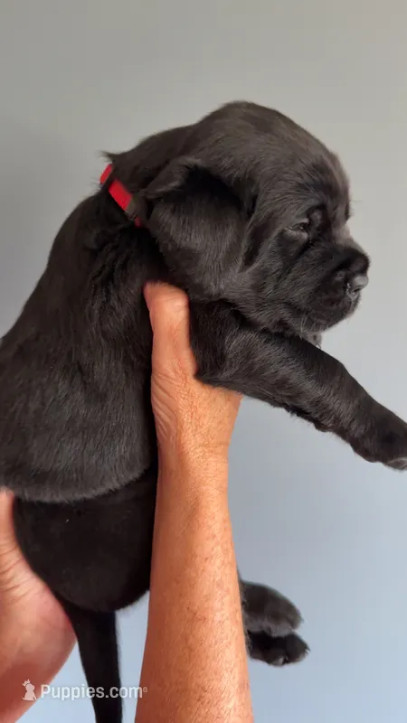 Waylon – Labrador Retriever puppy for sale in Hartville, MO