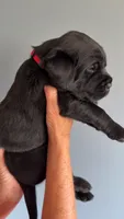 Waylon, a male Labrador Retriever for sale in Hartville, MO – 1 of 5