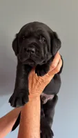 Waylon, a male Labrador Retriever for sale in Hartville, MO – 2 of 5