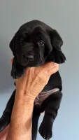 Patsy, a female Labrador Retriever for sale in Hartville, MO – 2 of 5