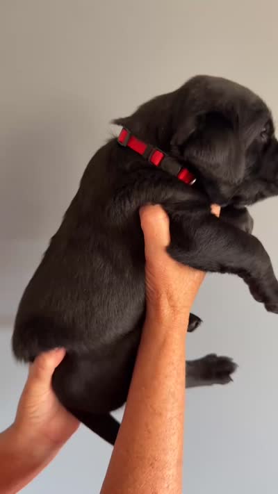 Waylon, a male Labrador Retriever for sale in Hartville, MO – 5 of 5