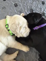 Vera (purple collar), a female Labrador Retriever for sale in Hartville, MO – Photo 4 of 6
