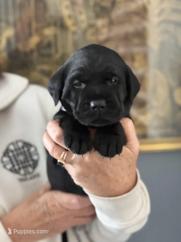 Vera (purple collar)