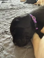 Vera (purple collar), a female Labrador Retriever for sale in Hartville, MO – Photo 3 of 6