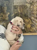 Lauren (pink collar), a female Labrador Retriever for sale in Hartville, MO – Photo 2 of 6