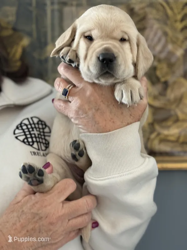 Lauren (pink collar)