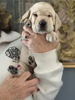 Lauren (pink collar), a female Labrador Retriever for sale in Hartville, MO – Photo 1 of 6