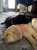 Lauren (pink collar), a female Labrador Retriever for sale in Hartville, MO – Photo 3 of 6